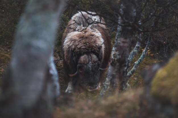 写真 野原のマスクオックスを高角度で眺める