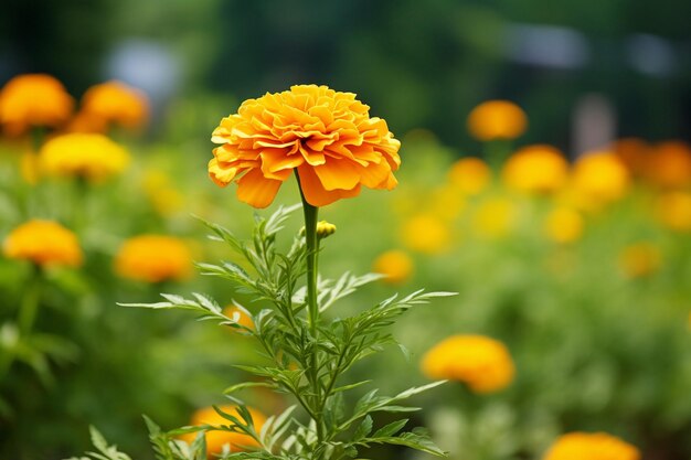 写真 オレンジの花の高角度の景色