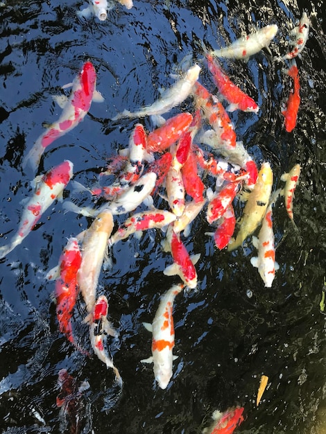 写真 湖で泳いでいる装飾魚の高角度の景色