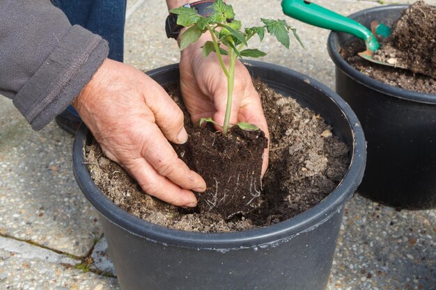 写真 鉢の植物を握っている人の手の高角度の視点