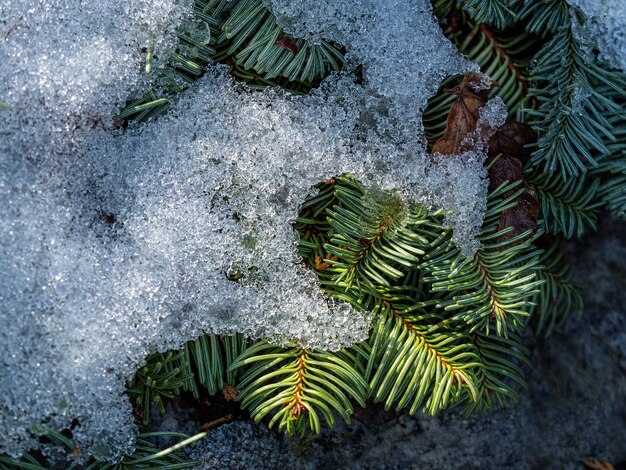 写真 冬の松の高い角度の景色