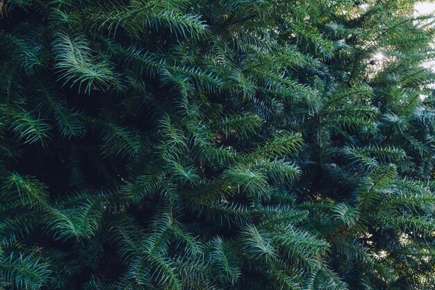 写真 松の木の高角度の景色