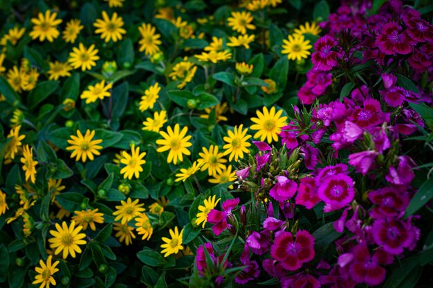 写真 公園でピンクの花をかせる植物の高角度の景色