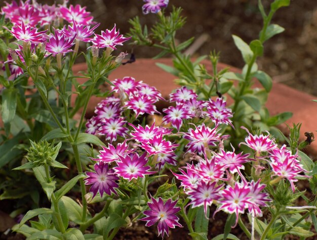 写真 ピンクの花の植物の高角度の眺め