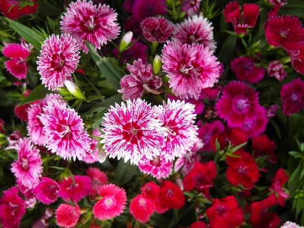 写真 ピンクの花の植物の高角度の眺め