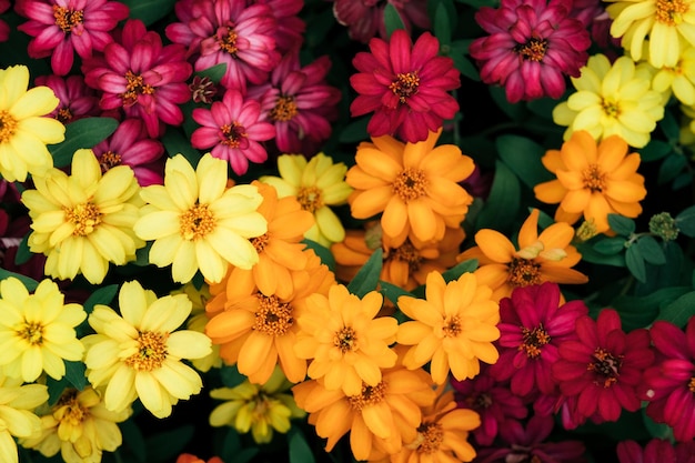 写真 ピンクの花の植物の高角度の眺め