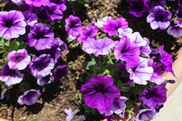 写真 ピンクの花を ⁇ かせる植物の高角度の眺め