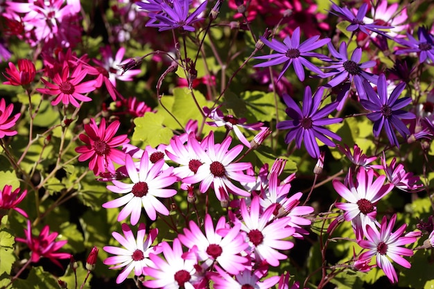 写真 ピンクの花の植物の高角度の眺め