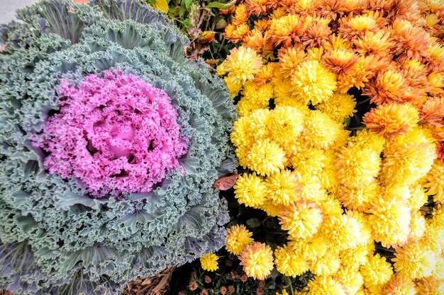 写真 ピンクの花の高角度の眺め