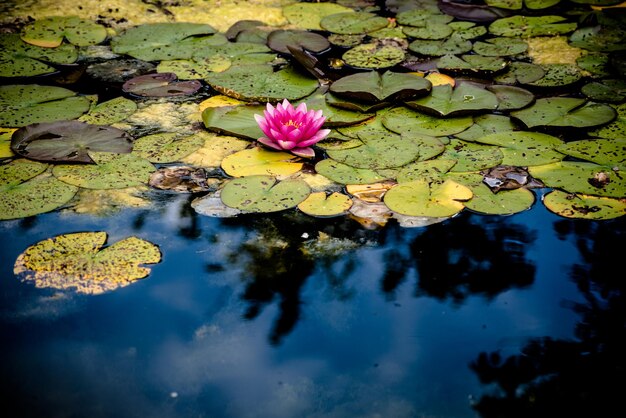 写真 池でくピンクの水蓮の高角度の景色