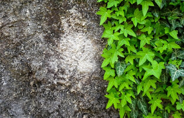 写真 畑で成長する植物の高角度の視点