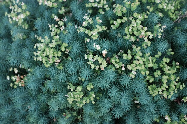 写真 庭の植物の高角度のビュー