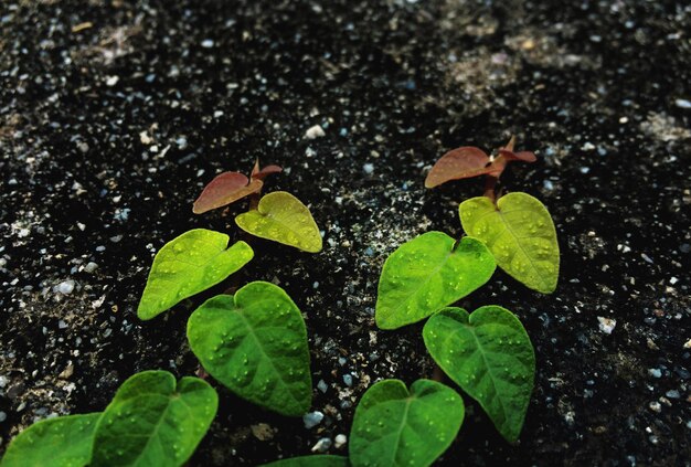 写真 水中の植物の高角度の視点