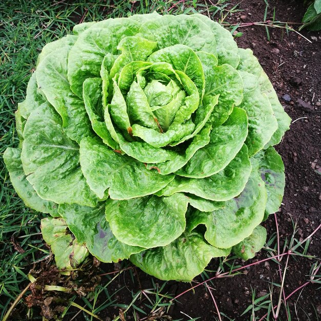 写真 陸上の植物の高角度の視点