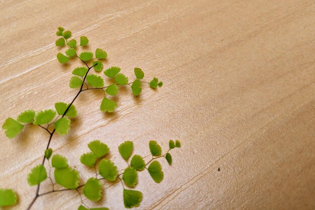 写真 テーブルの上の植物の高角度のビュー