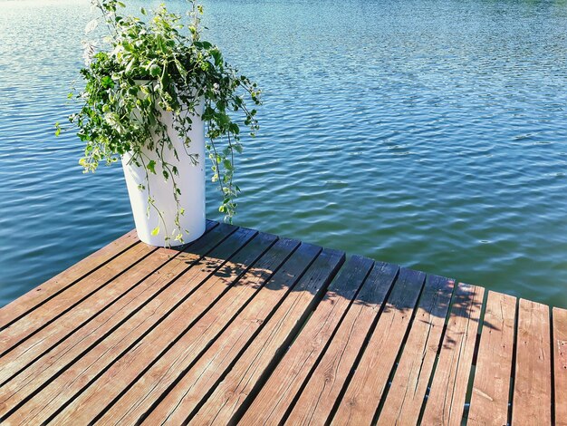 写真 湖の近くの植物の高角度の眺め