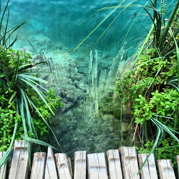 写真 樹木から見た植物の高角度の写真