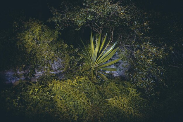 写真 海辺で育つ植物の高角度の眺め