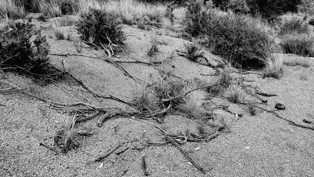 写真 畑で成長する植物の高角度の視点