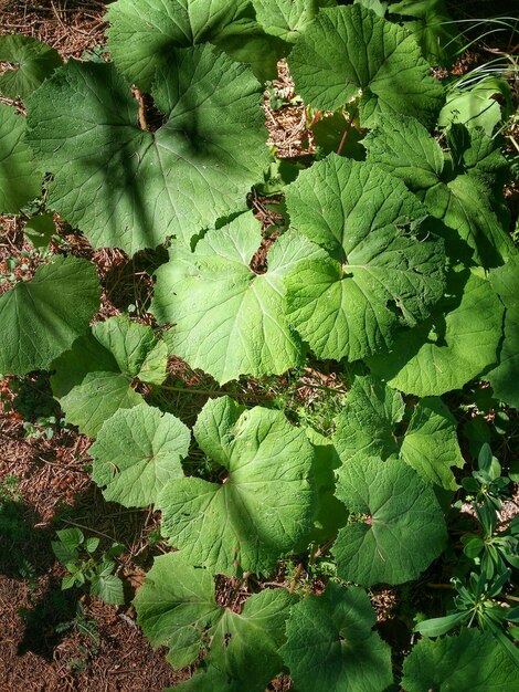 写真 畑で育つ植物の高角度の視点