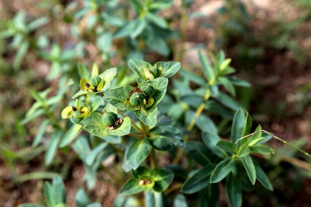 写真 畑で育つ植物の高角度の視点