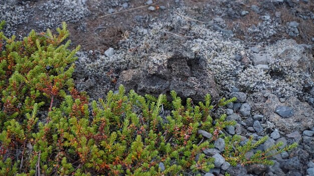 写真 岩の上で成長する植物の高角度の写真