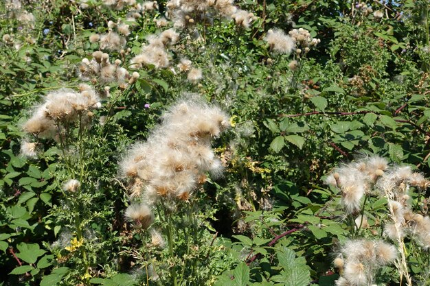 写真 植物のハイアングルビュー