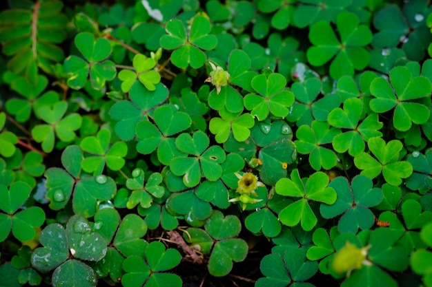 写真 植物のハイアングルビュー