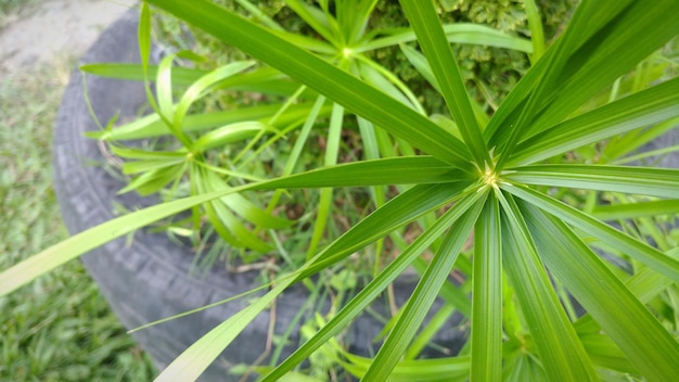 写真 植物のハイアングルビュー