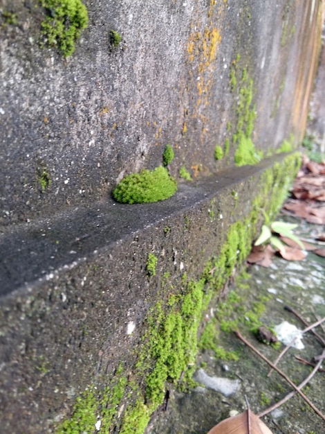 写真 植物のハイアングルビュー