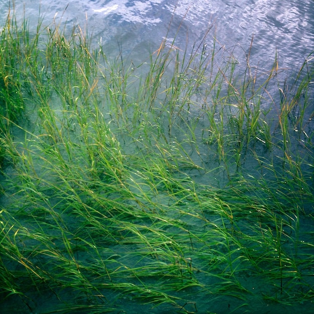 写真 植物のハイアングルビュー