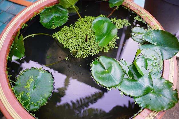 写真 水面に浮かぶ鉢の植物の葉の高角度の景色