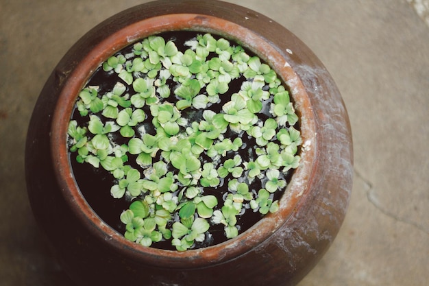 写真 鉢の植物の高角度の視点