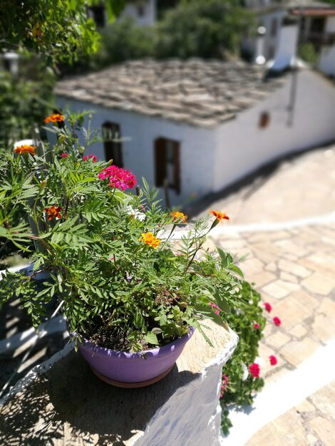 写真 鉢の植物の高角度の眺め