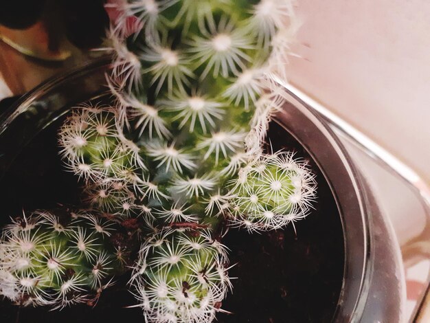 写真 鉢の植物の高角度の眺め