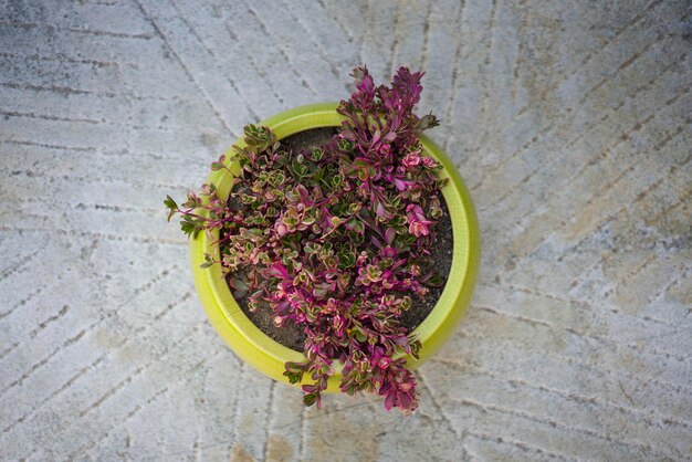 写真 テーブルの上にある紫色の花の植物の高角度の眺め