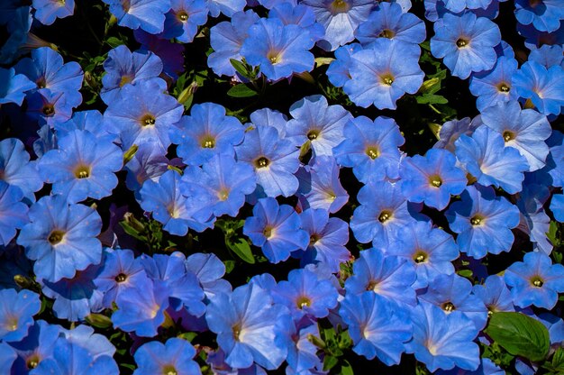 写真 紫色の花がく植物の高角度の眺め