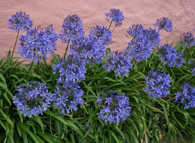 写真 紫色の花がく植物の高角度の眺め