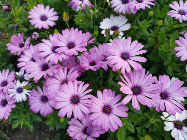 写真 紫色の花の高角度の眺め