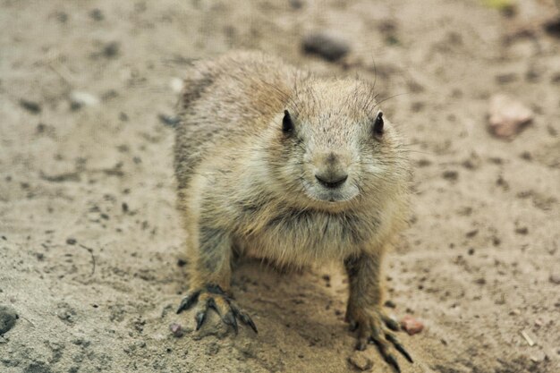 写真 野原でのウサギの高角度の視点