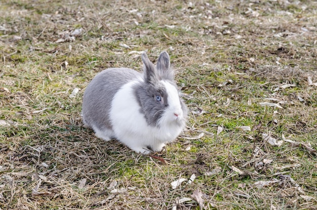 写真 野原でのウサギの高角度の眺め