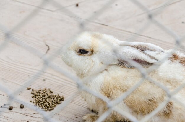 写真 フェンスを通って見られるウサギの高角度の景色