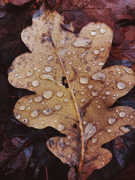 写真 雨季のメープル葉の上の雨滴の高角度の景色