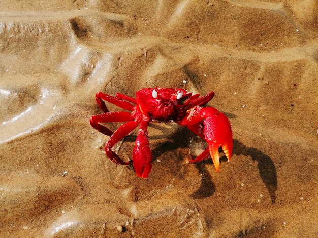 写真 浜辺の赤いカニの高角度の景色