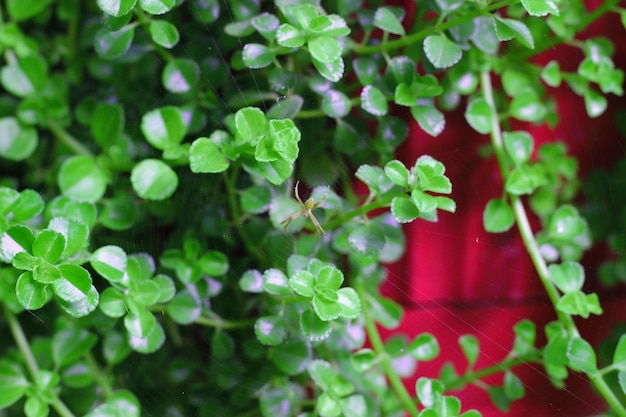 写真 赤い花の植物の高角度の眺め