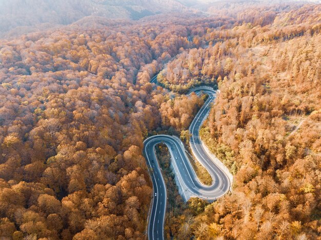 写真 森の植物の中の道路の高角度の景色