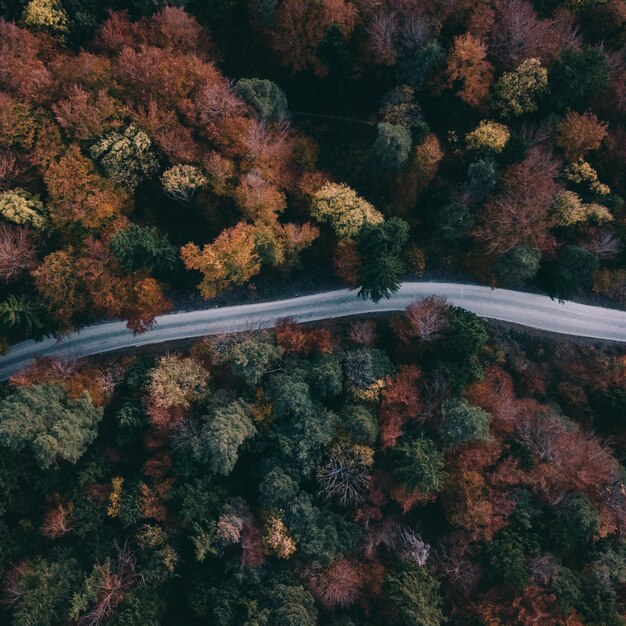 写真 秋の木の中の道路の高角度の景色