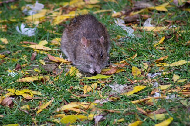 写真 フィールドでのネズミの高角度の視点