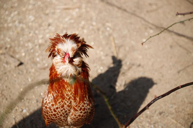 写真 ニワトリの高角度の眺め