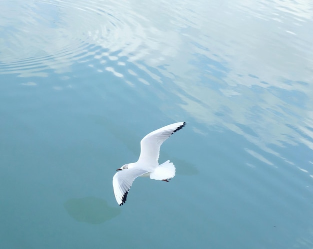 写真 海上を飛ぶカモの高角度の景色